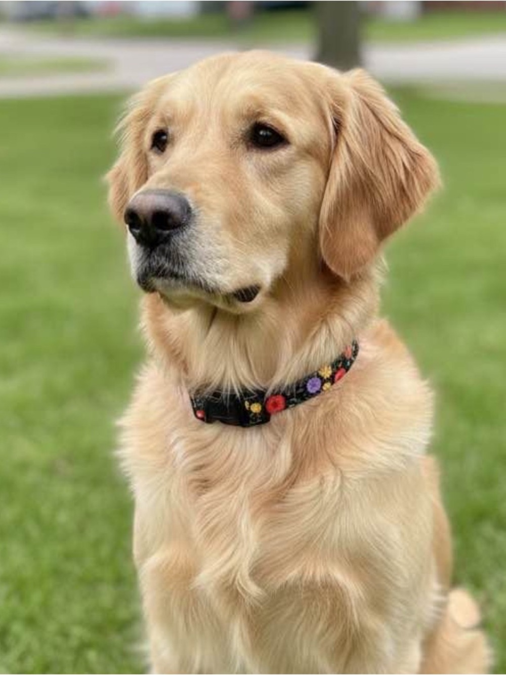 Floral Pattern Black Dog Collar for Pets